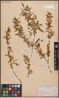 Foto von Salix capensis Thunb.
